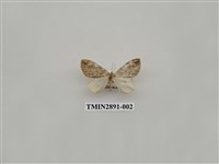 藏品(尺蛾624)的圖片